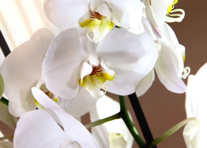 Regit Ξενοδοχείο Μέστρε